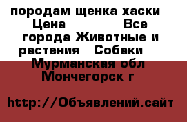 породам щенка хаски › Цена ­ 10 000 - Все города Животные и растения » Собаки   . Мурманская обл.,Мончегорск г.